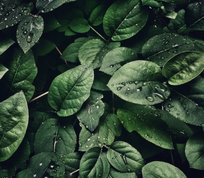 Top Native Plants for Landscaping in Western Washington